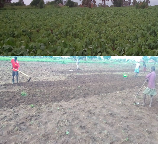 Livelihood and food security